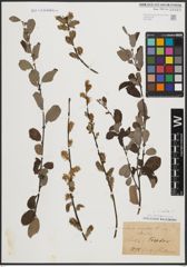 Foto von Salix aurita L.